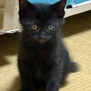 タヌキ顔★黒猫の男の子★5週程度★