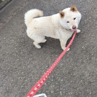 白柴犬