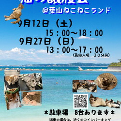 子猫だらけの保護猫譲渡会