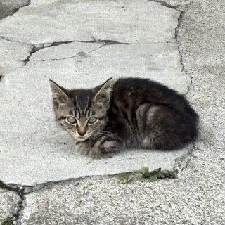 子猫ちゃんの里親様を募集しております