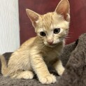茶トラのメス　６週　水色ちゃん　珍しいです