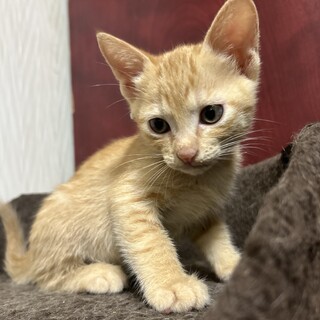 茶トラのメス　６週　水色ちゃん　珍しいです