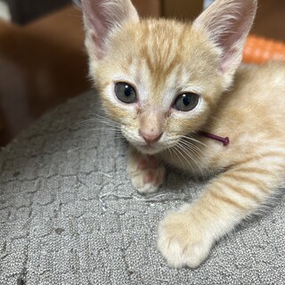 茶トラのメス　チビちゃん　６週くらい　小さめ