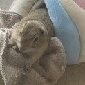 募集ストップ〈リチャードソンジリスの女の子