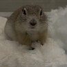 募集ストップ〈リチャードソンジリスの女の子 サムネイル5