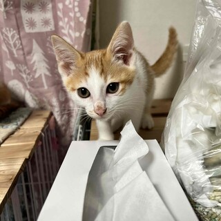 『ニック』やんちゃな高いところも平気な子