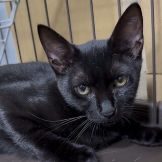 甘えん坊の黒猫女子