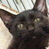 甘えん坊の黒猫女子