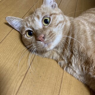 茶トラ君(1歳くらい)里親募集中！