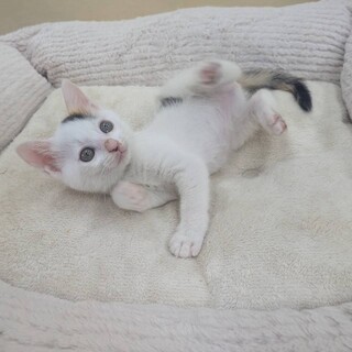 かわいい　しーちゃん