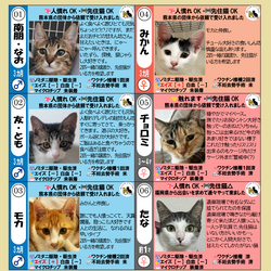 9月12日（土）「保護猫の譲渡会」参加猫一覧