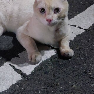 駐車場に遺棄されたシロ