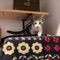 野良猫の子猫を保護しました