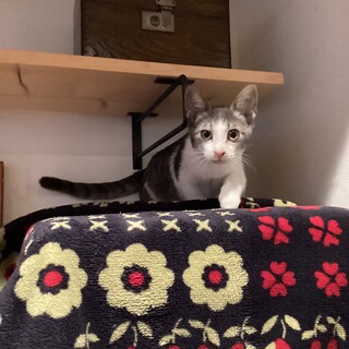 野良猫の子猫を保護しました