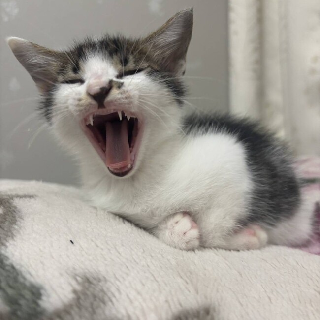 にゃんみ（ご変更ください）のカバー写真