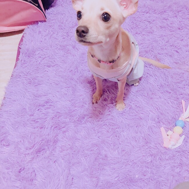 ろみろみふぅのカバー写真