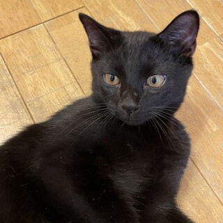 人馴れ◎甘えん坊の黒猫クン★4ヶ月みつ君
