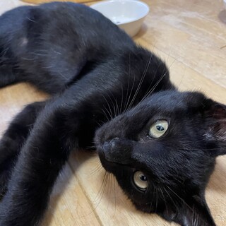 人馴れ◎甘えん坊の黒猫クン4ヶ月★あん君
