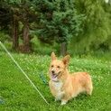 コーギーの新しい飼い主さんを探しています