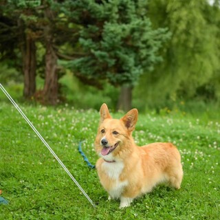 コーギーの新しい飼い主さんを探しています