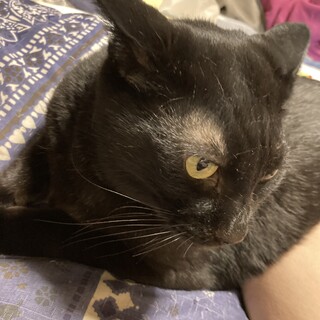 クロちゃんの命を助けてください