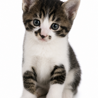 子猫3匹里親募集