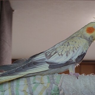 オカメインコのひな(4羽)の里親を募集します