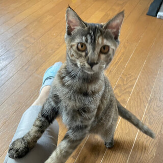 抱っこ大好き甘えん坊『なつ』