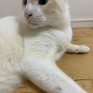 甘えん坊のかわいいササ君（笹かま猫）です！