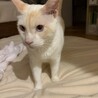 甘えん坊のかわいいササ君（笹かま猫）です！ サムネイル2