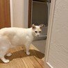 甘えん坊のかわいいササ君（笹かま猫）です！ サムネイル5