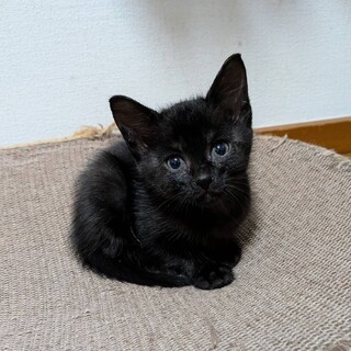 かわいいビアちゃん