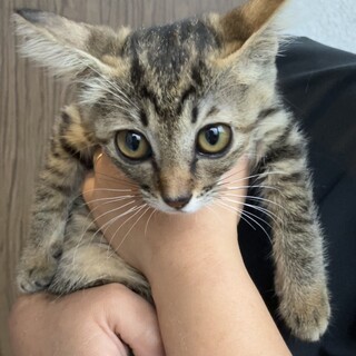 キジトラ　約1〜2ヶ月