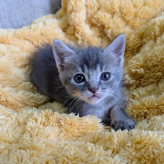 かわいいホップちゃん
