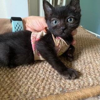 おてんば黒猫 あたりめちゃん