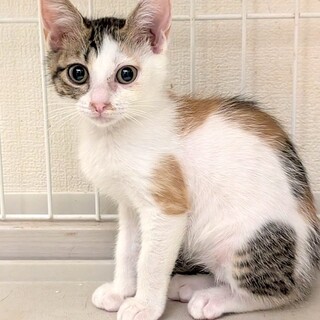 【9/13東日本橋】おちゃめな3ヶ月♡さほちゃん