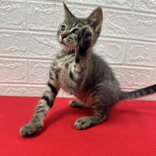 とても穏やかな性格で飼いやすい初心者向き❤ビーム