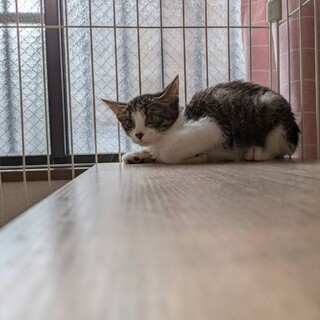小柄な体でお外で頑張っていたおこげくん