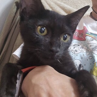 人馴れ抜群　甘えんぼなアマニちゃん