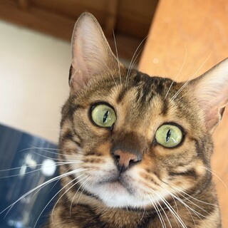 ⭐︎成猫イイネ⭐︎れな家族募集中