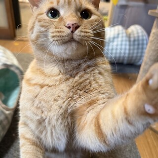 ⭐︎成猫イイネ⭐︎ぽむくん家族募集中