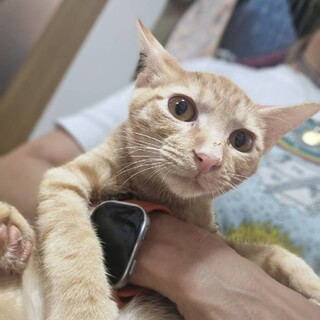 なでなで好きでおしゃべりなパームくん