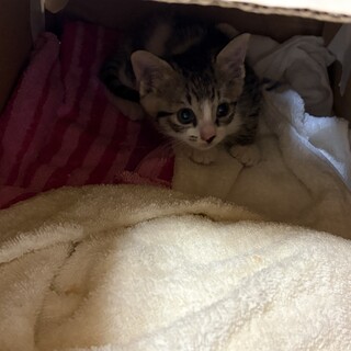 保護猫　子猫　
