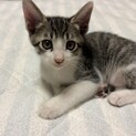  ★☆ 遊ぶの大好き！キジ白 ほたて ‪☆★