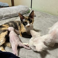 はな
