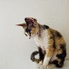 の写真
