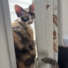 の写真