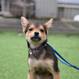 落ち着いた子犬男の子です