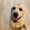 穏やかな時間を一緒に。9歳ラブラドールの【チャロ】 サムネイル1