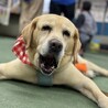 穏やかな時間を一緒に。9歳ラブラドールの【チャロ】 サムネイル3
